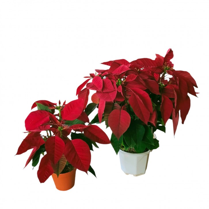 Red Poinsettia (Euphorbia Pulcherrima)