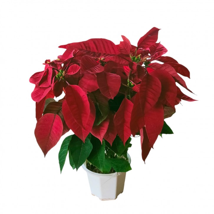 Red Poinsettia (Euphorbia Pulcherrima)
