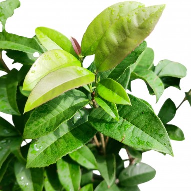 Bay Leaf 香叶 (China)