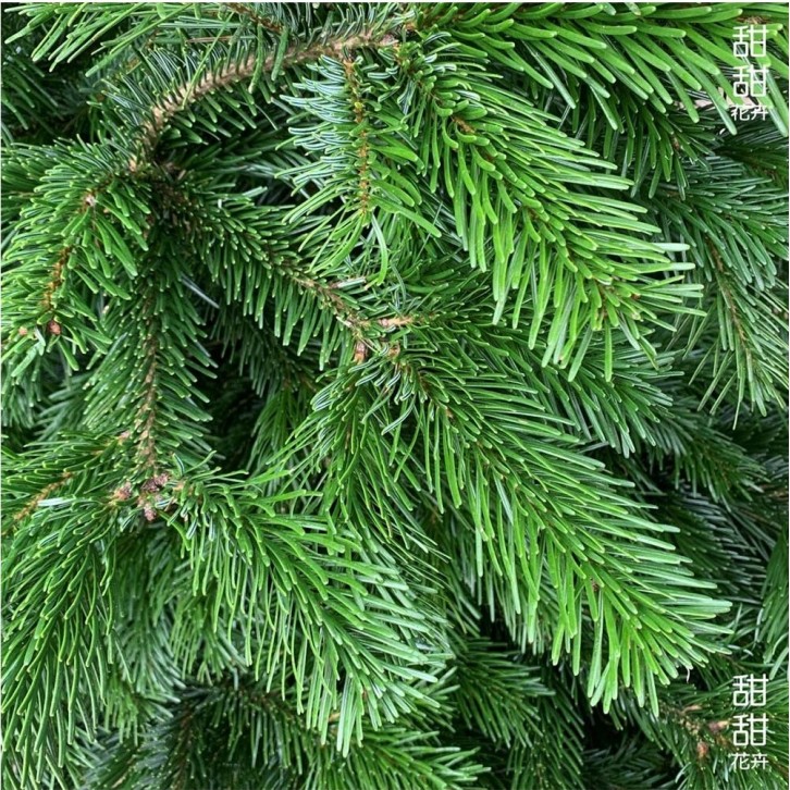 NORDMANN FIR [10-11ft] Live Christmas Tree