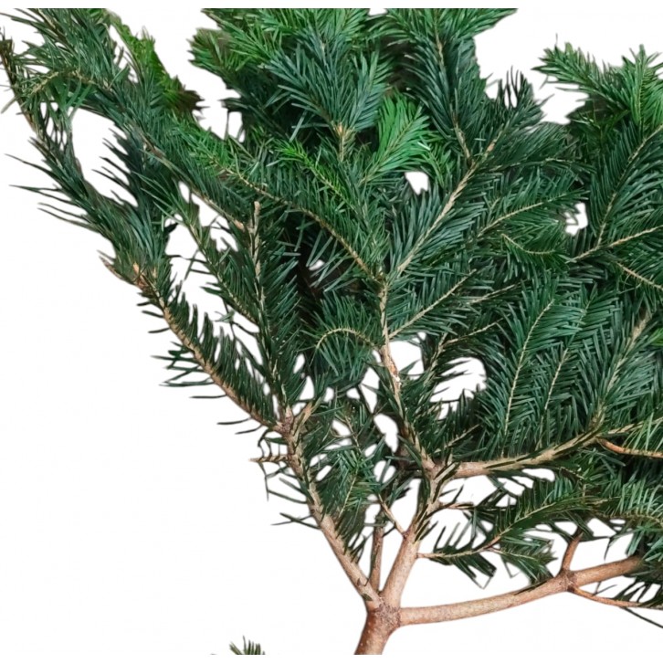 Fresh Fir Boughs