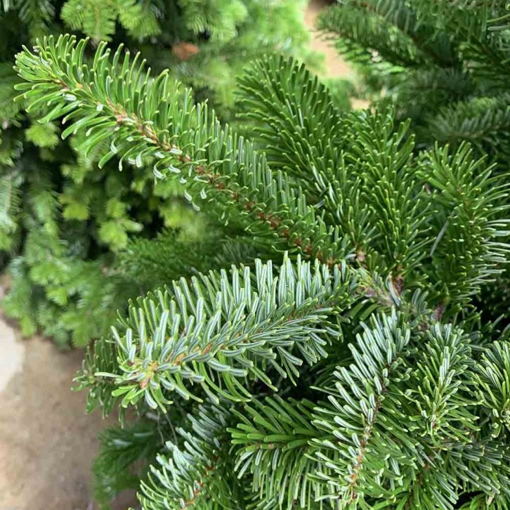 NOBLE FIR [3-4ft] Live Christmas Tree