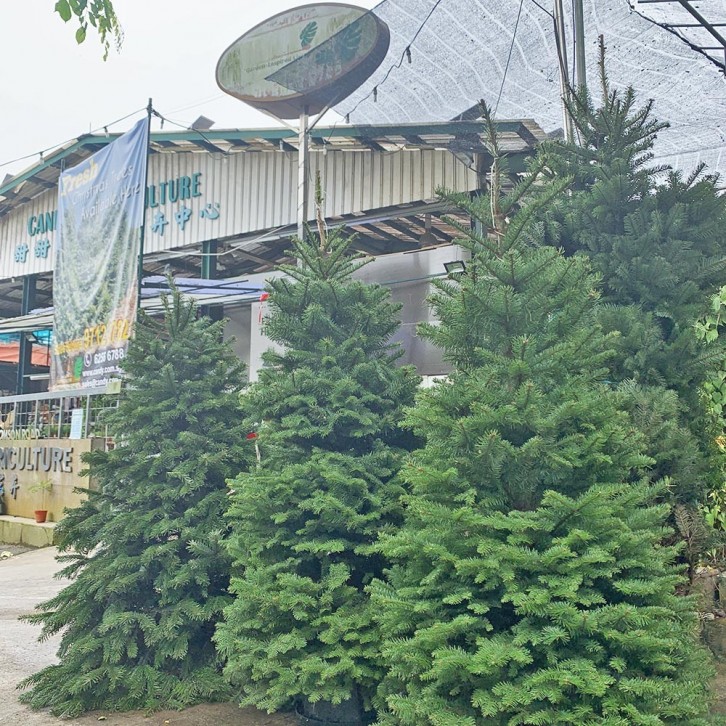 NOBLE FIR [3-4ft] Live Christmas Tree