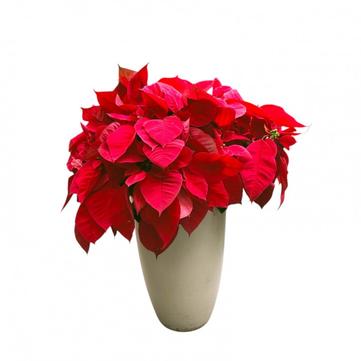 BIG POT Red Poinsettia (Euphorbia Pulcherrima)