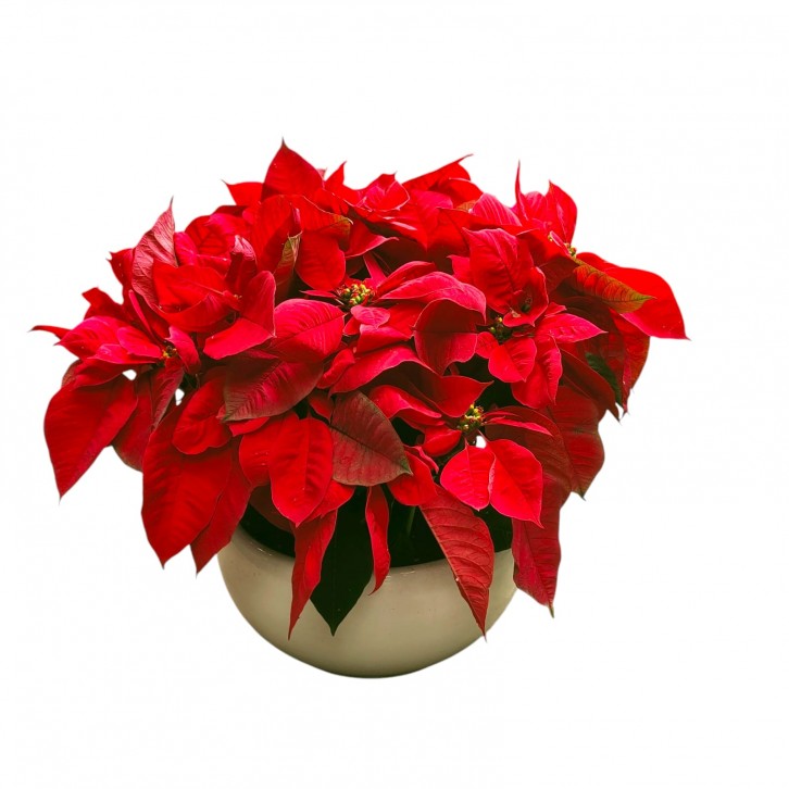 BIG POT Red Poinsettia (Euphorbia Pulcherrima)