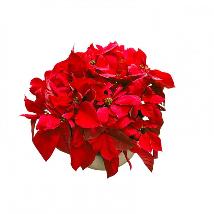 BIG POT Red Poinsettia (Euphorbia Pulcherrima)