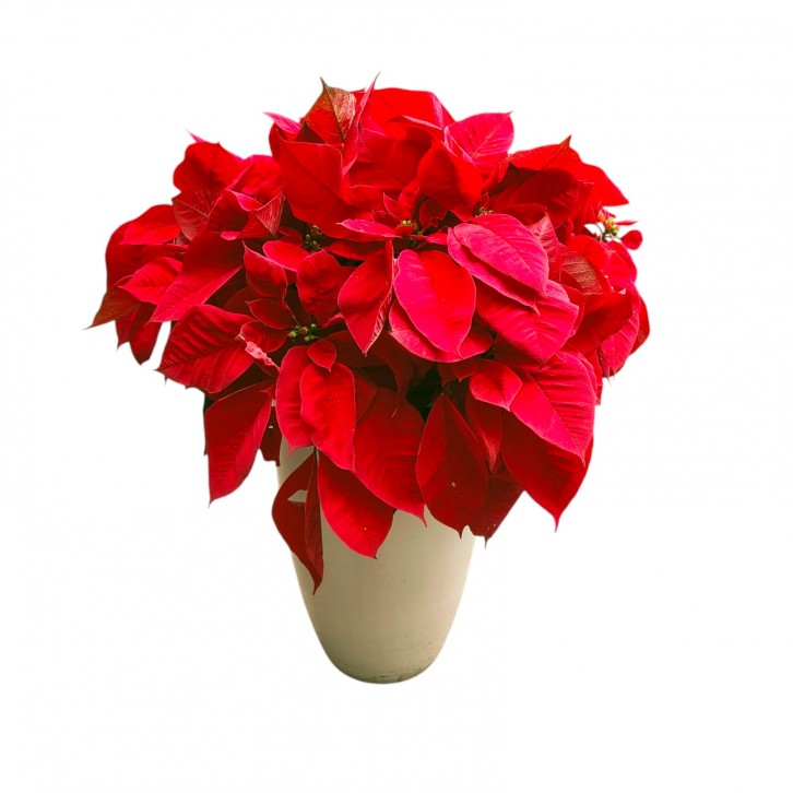 BIG POT Red Poinsettia (Euphorbia Pulcherrima)