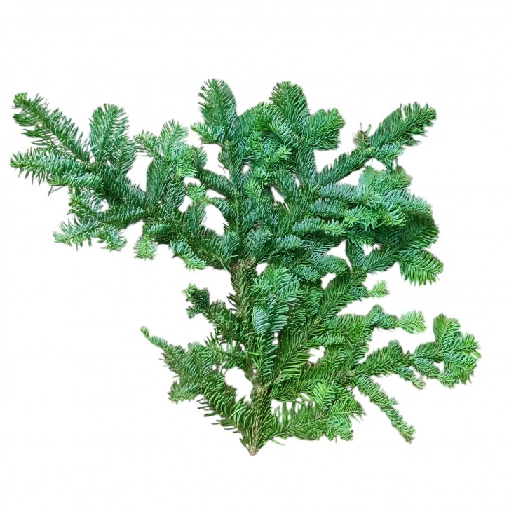Fresh Fir Boughs