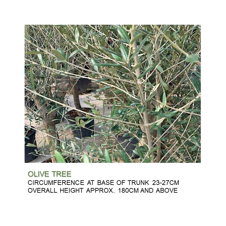 Mature Olive Tree (Olea Europaea)
