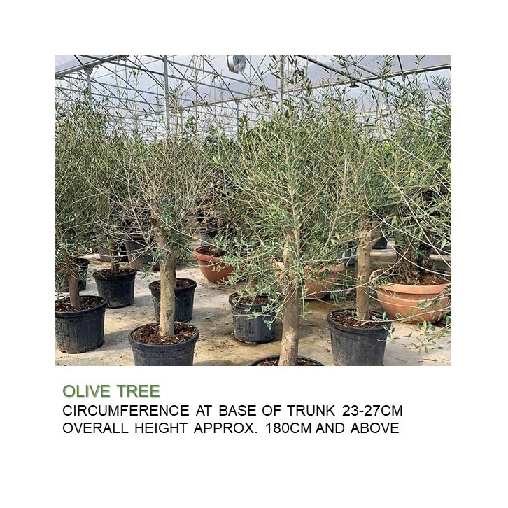 Mature Olive Tree (Olea Europaea)