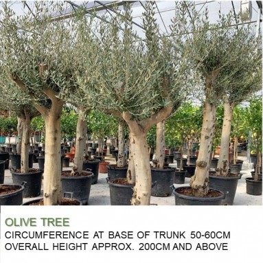 Mature Olive Tree (Olea Europaea)