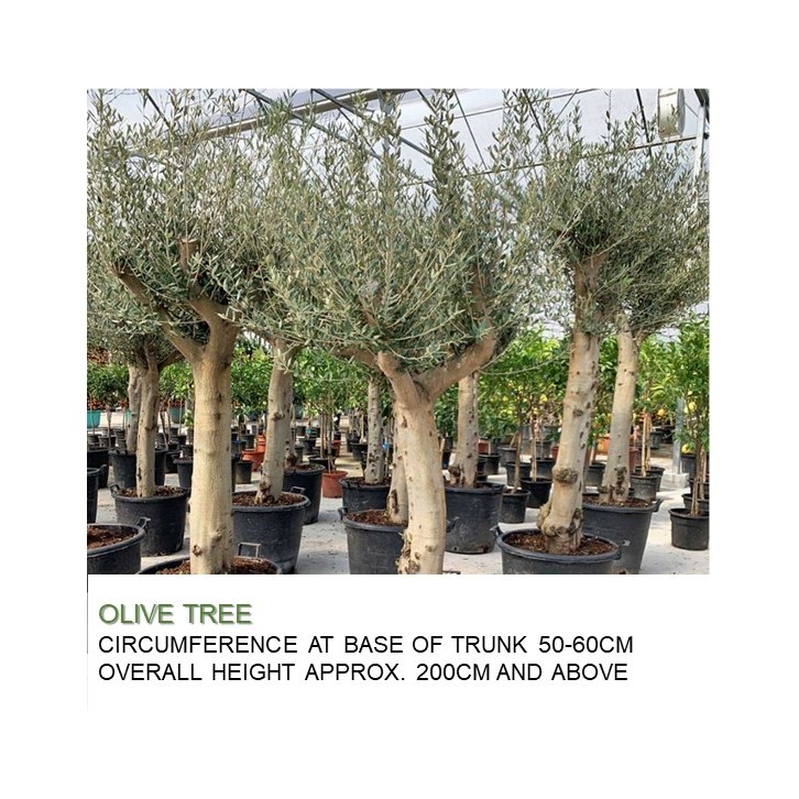 Mature Olive Tree (Olea Europaea)