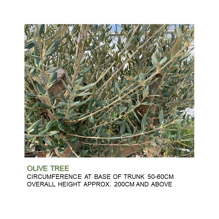 Mature Olive Tree (Olea Europaea)
