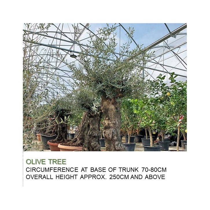 Mature Olive Tree (Olea Europaea)