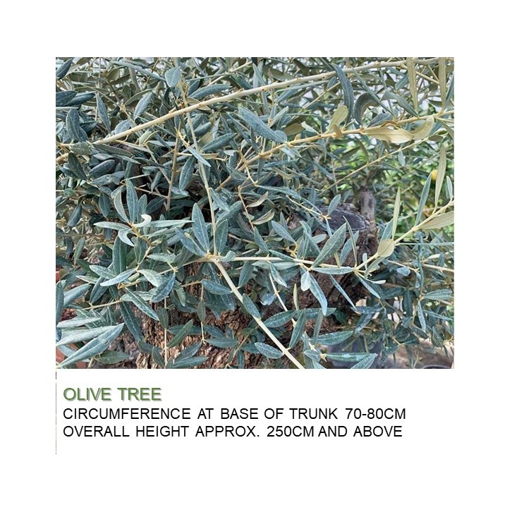 Mature Olive Tree (Olea Europaea)