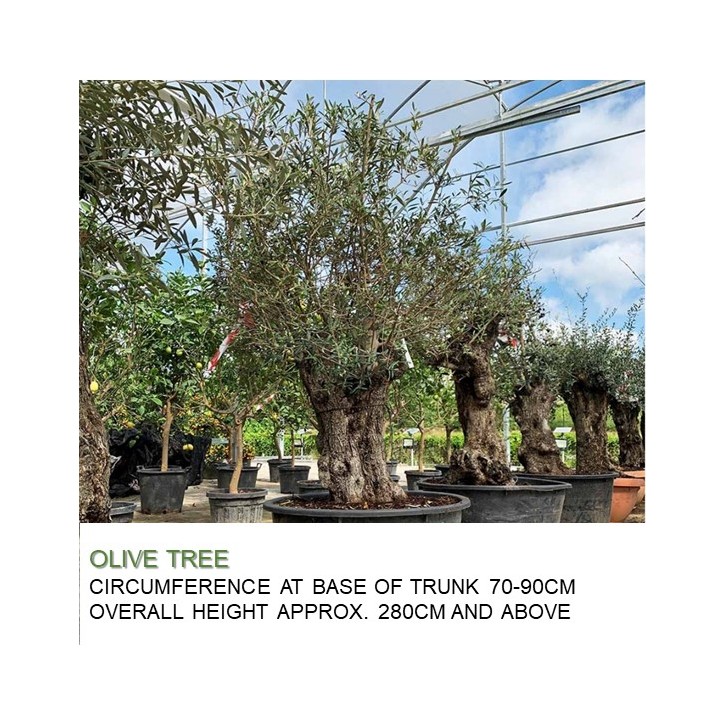 Mature Olive Tree (Olea Europaea)