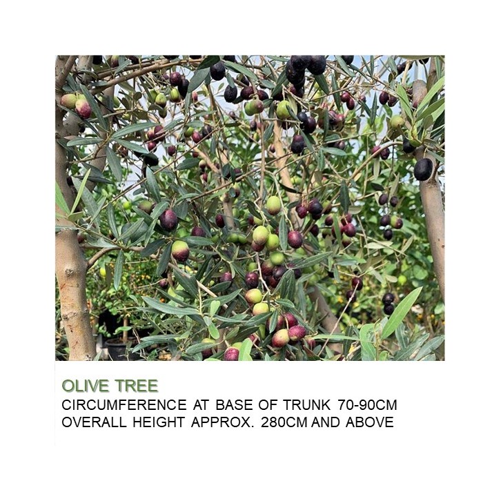 Mature Olive Tree (Olea Europaea)