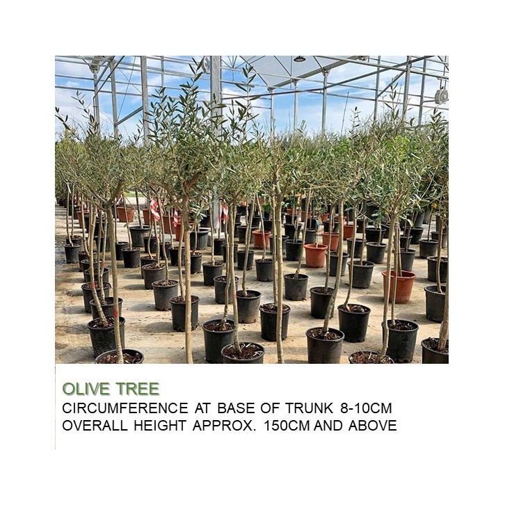 Mature Olive Tree (Olea Europaea)