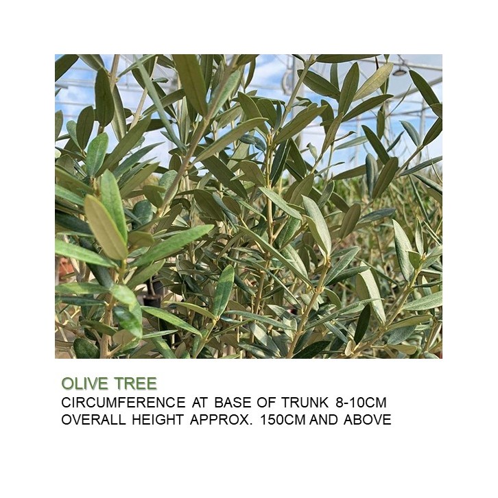 Mature Olive Tree (Olea Europaea)
