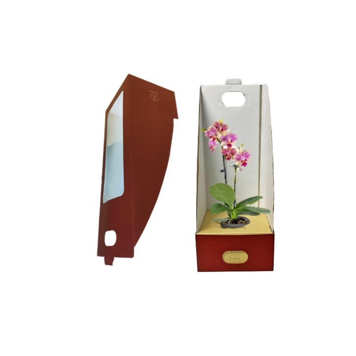 Phalaenopsis Orchid Gift Box (BOX only)