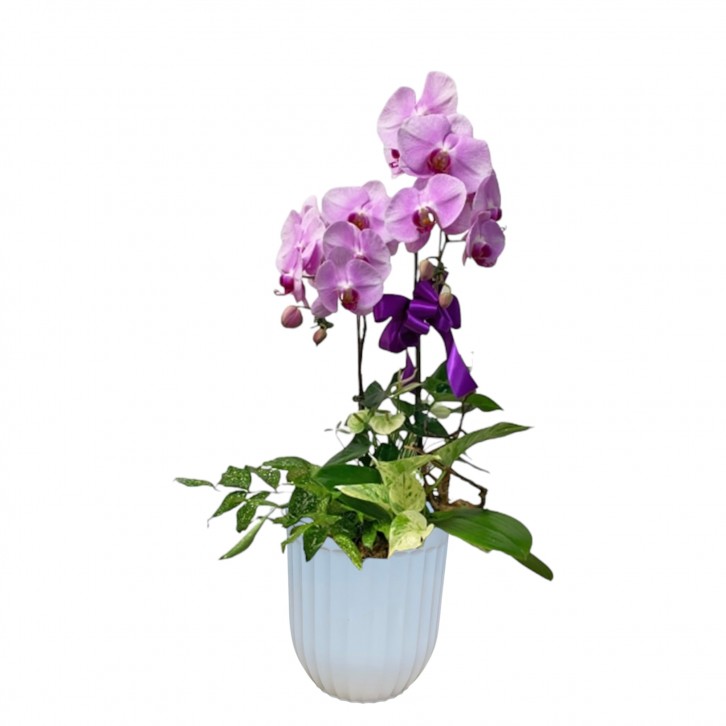Phalaenopsis Orchid Centerpiece (3593)