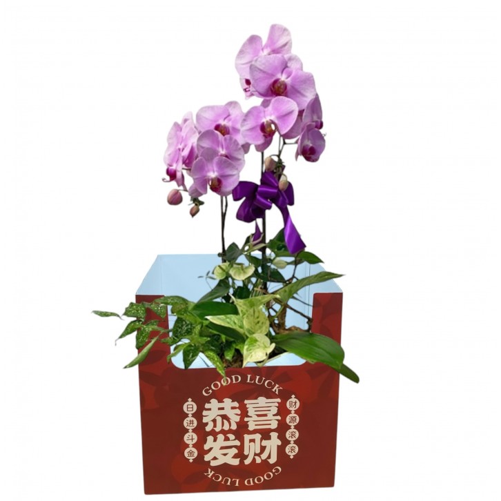 Phalaenopsis Orchid Centerpiece (3593)
