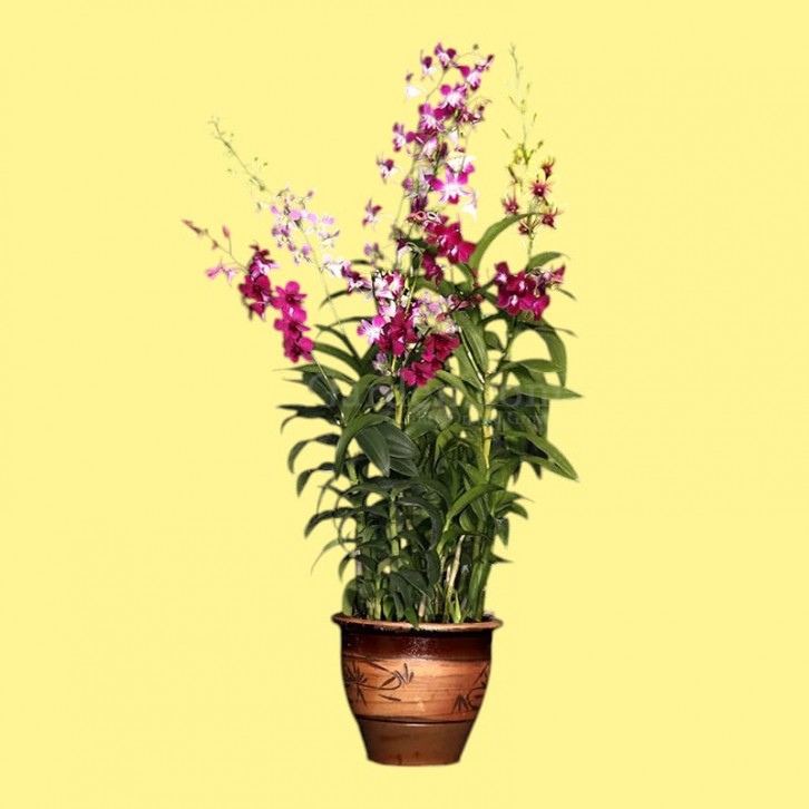 Dendrobium orchid mixed (2746)