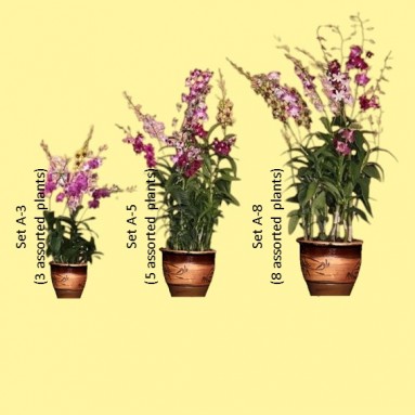 Dendrobium orchid mixed (2746)