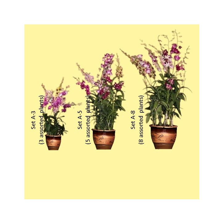 Dendrobium orchid mixed (2746)