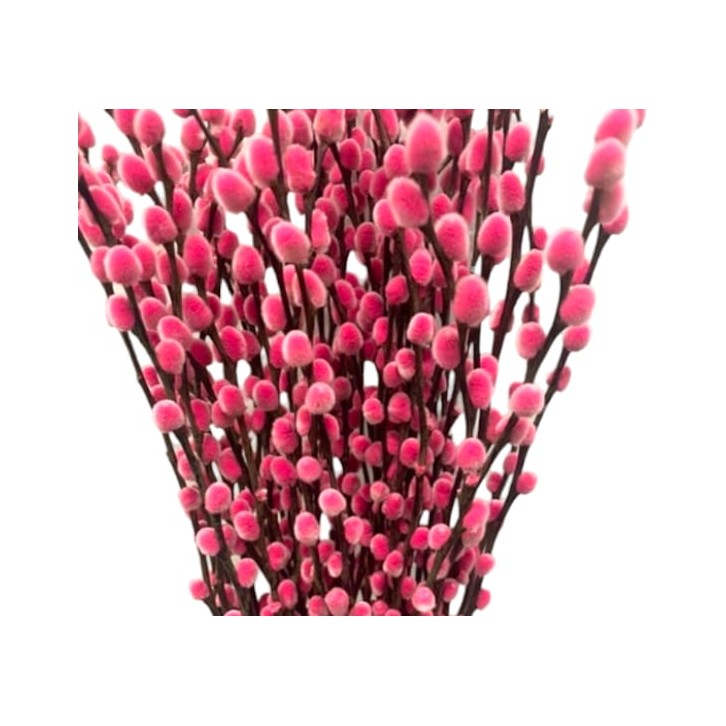 Color Pussy Willow 颜色银柳 PEELED