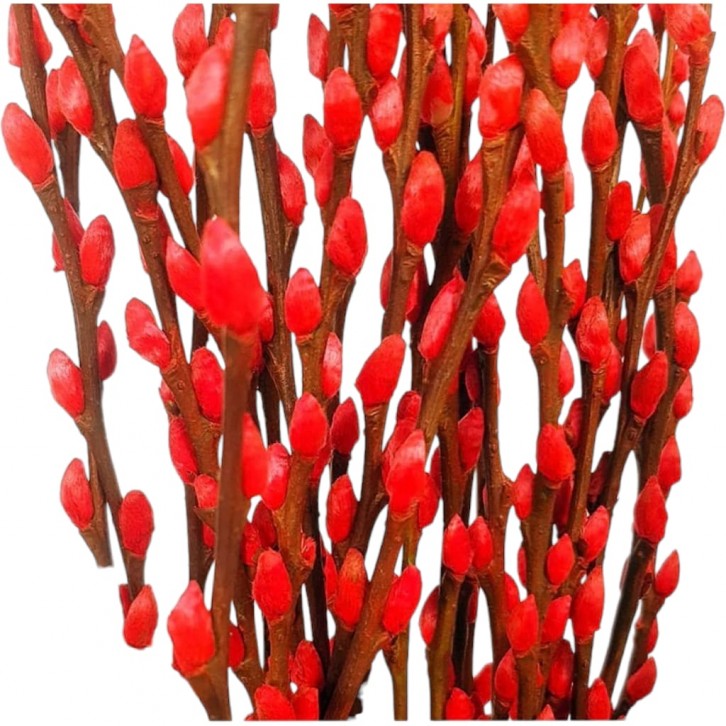 Color Pussy Willow 颜色银柳 PEELED