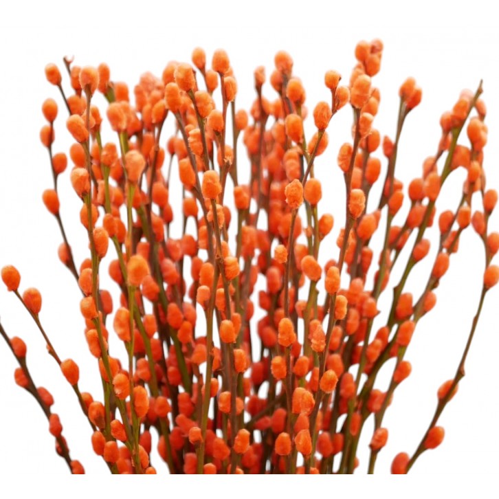 Color Pussy Willow 颜色银柳 PEELED