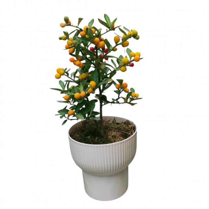 Fortunella Japonica (KinKan 金柑) in decorative pot (3642)