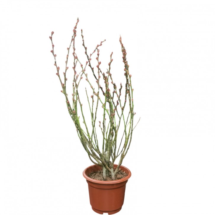 Potted Pussy Willow 银柳