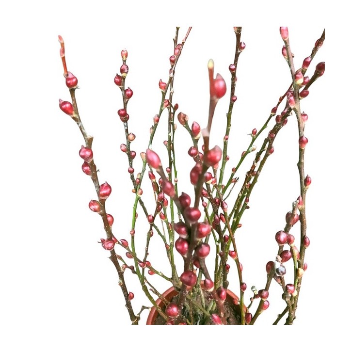 Potted Pussy Willow 银柳