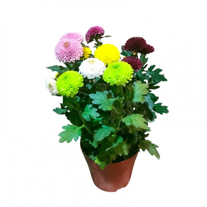 Multi-colored Potted Chrysanthemum 菊花