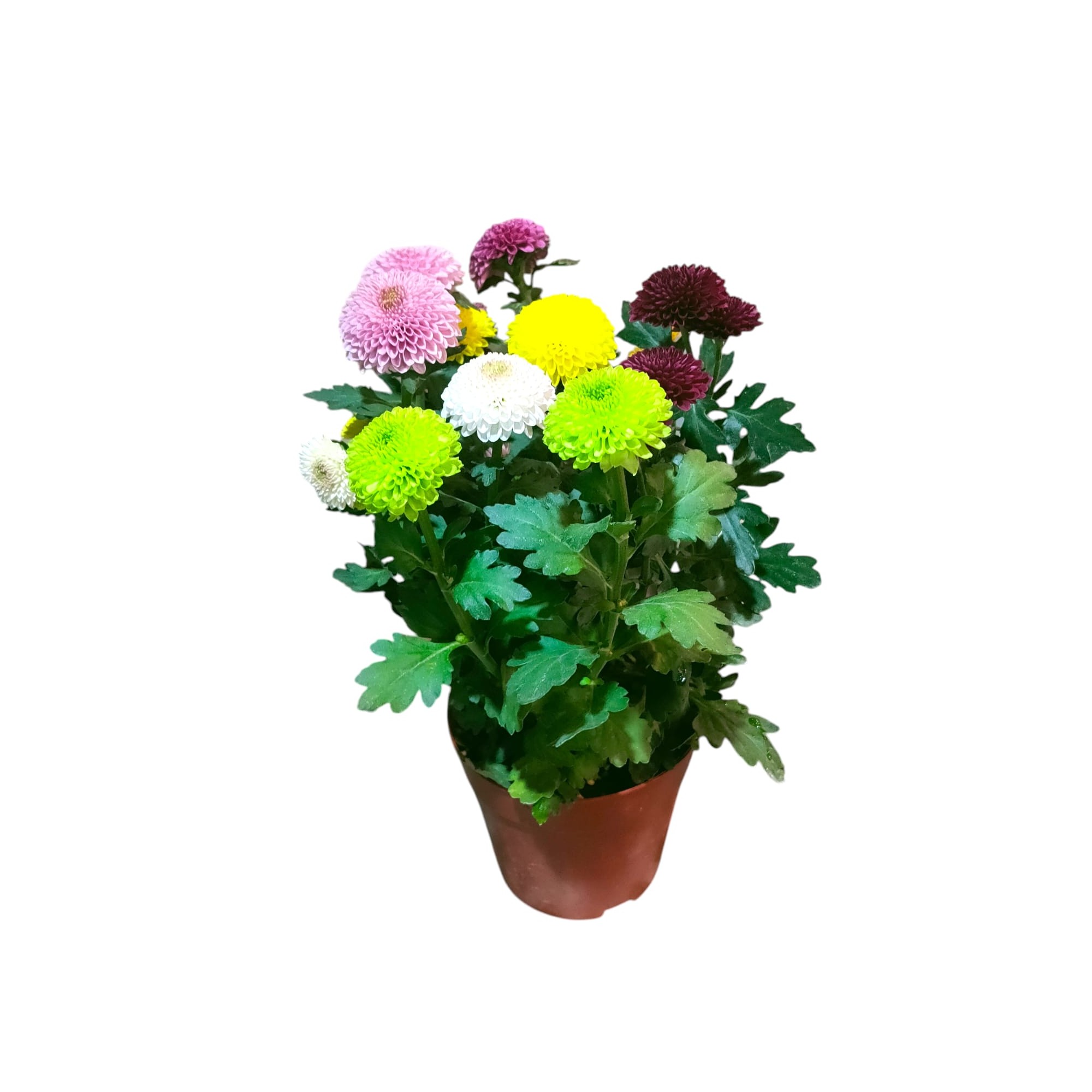 Multi colored Potted Chrysanthemum