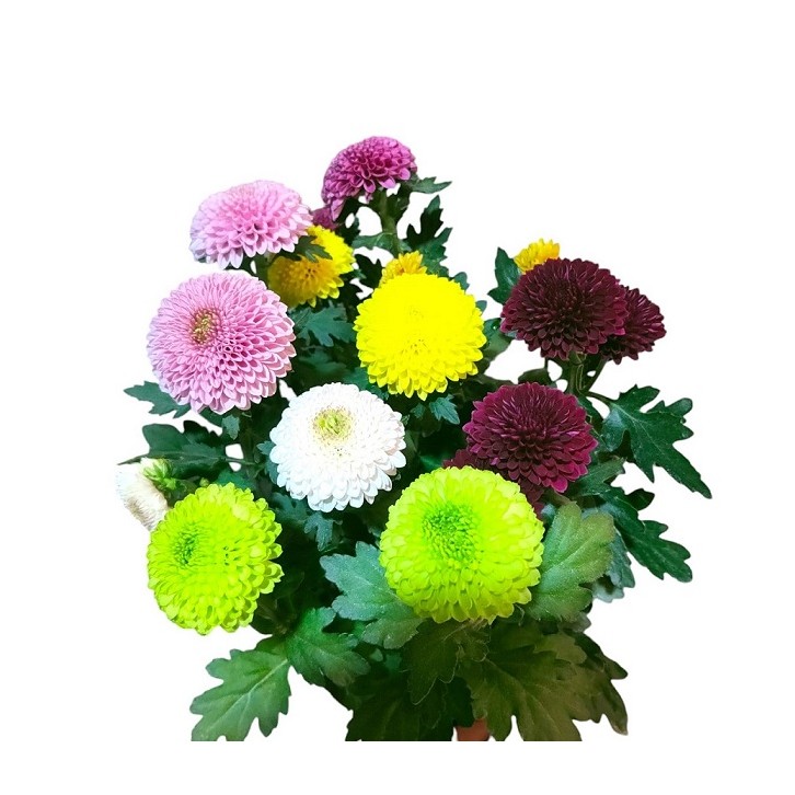 Multi-colored Potted Chrysanthemum 菊花