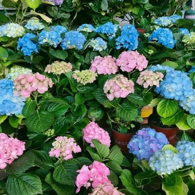 Potted Hydrangea 绣球花 (Blue Colour)