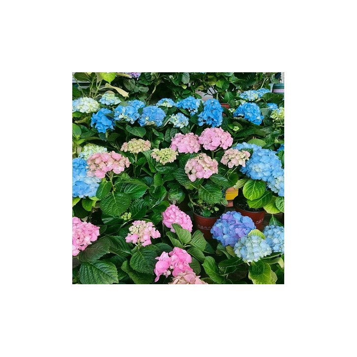 Potted Hydrangea 绣球花 (Assorted Colour)