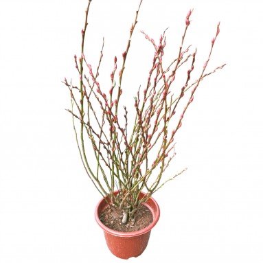 Potted Pussy Willow 银柳