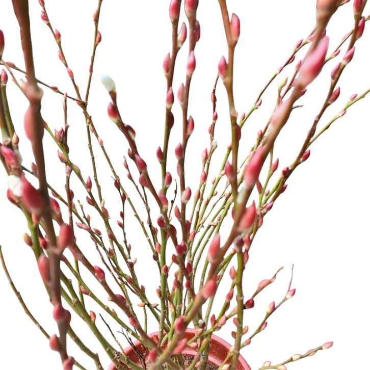 Potted Pussy Willow 银柳