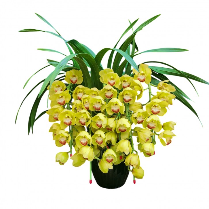 Cymbidium Plant ARCH (Imported)