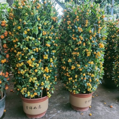 PREMIUM Kumquat 16" Pot x 150-160cm(H) 四季桔 Four Season Lime