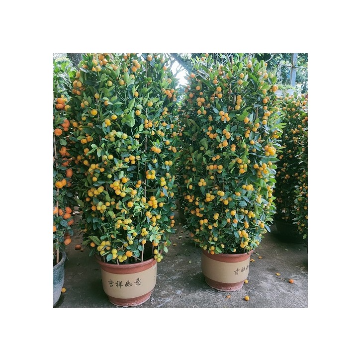 PREMIUM Kumquat 18" Pot x 180-200cm(H) 四季桔 Four Season Lime