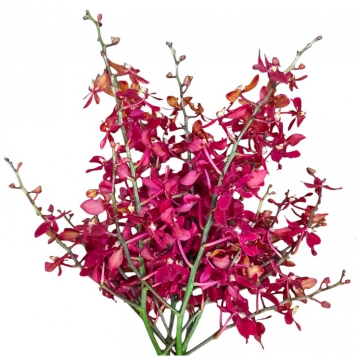 FreshCut Orchids