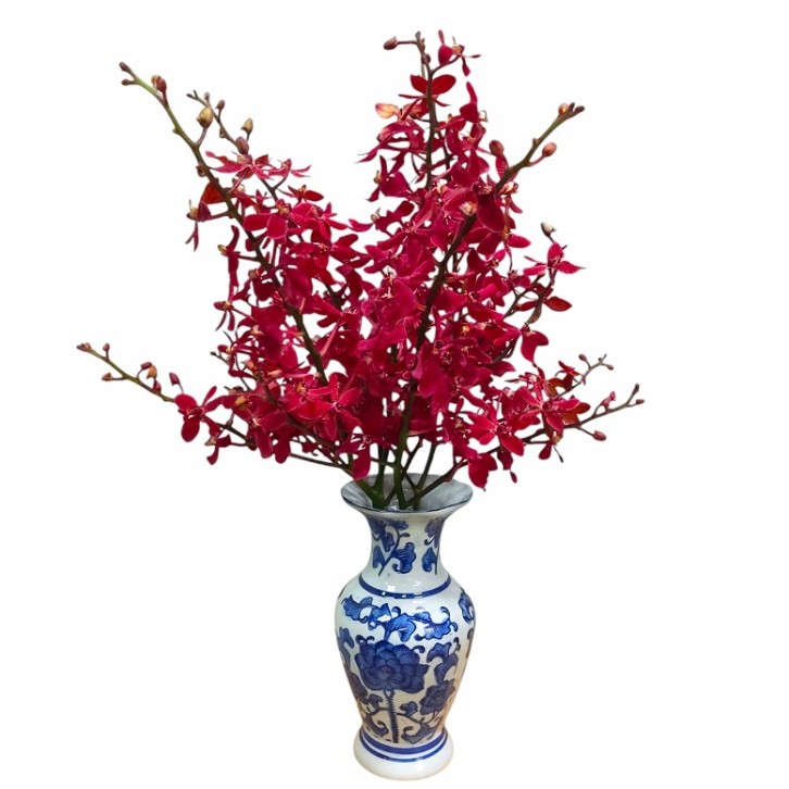 FreshCut Orchids