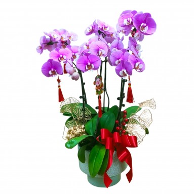 Phalaenopsis orchid CNY 2025 Special