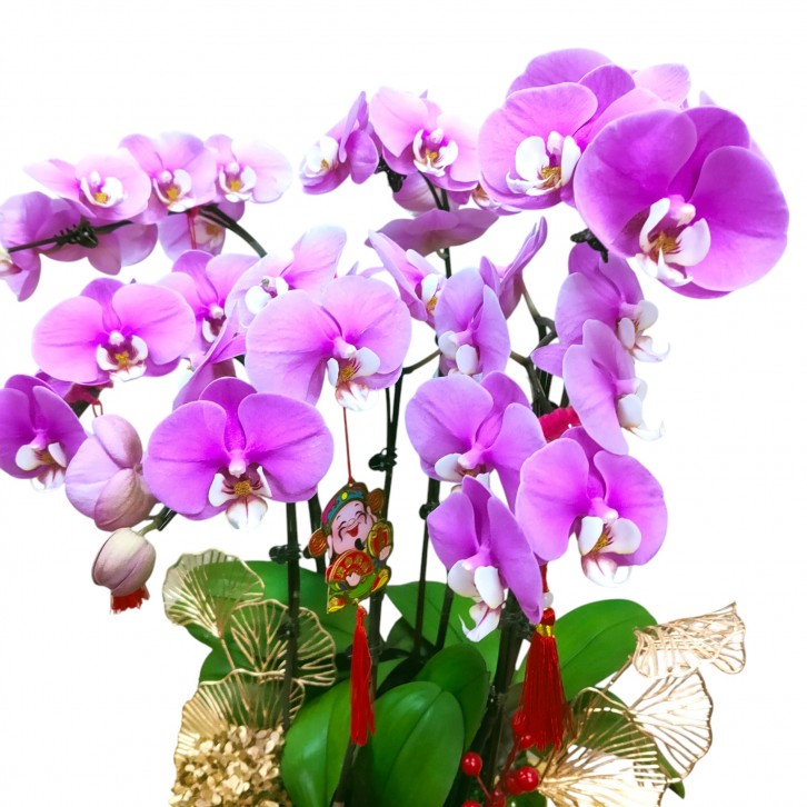 Phalaenopsis orchid CNY 2025 Special