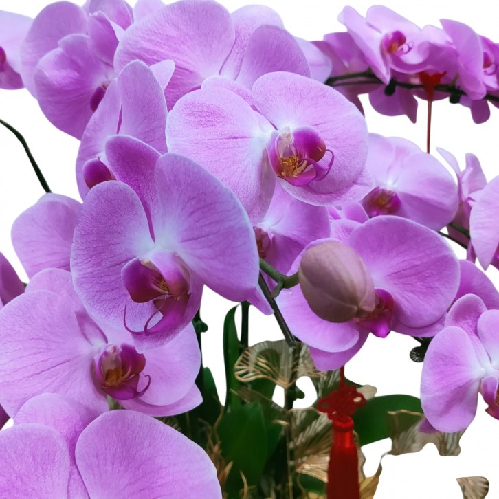 Phalaenopsis orchid CNY 2025 Special